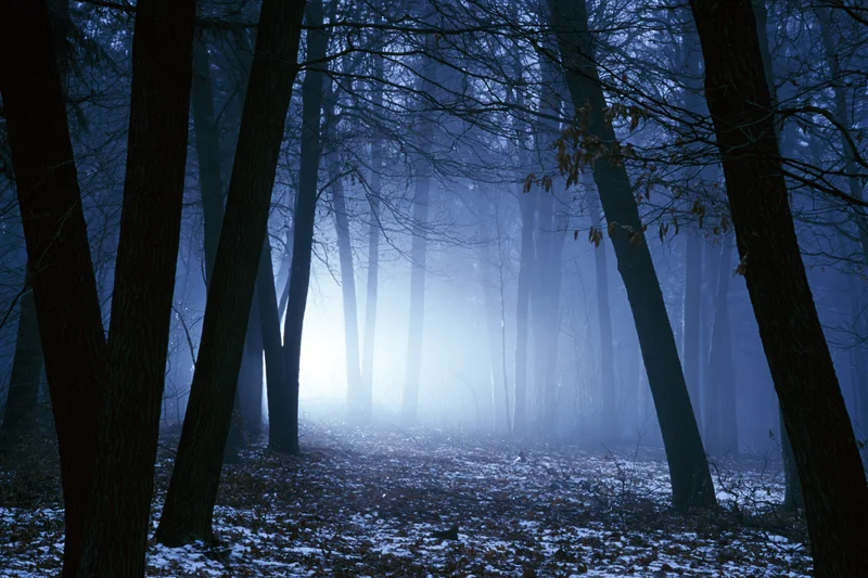 Dense winter forest at night with glowing fog bank among bare trees