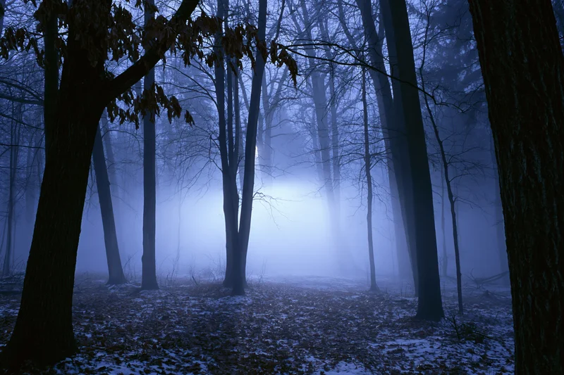 Dense winter forest at night with glowing fog bank among bare trees