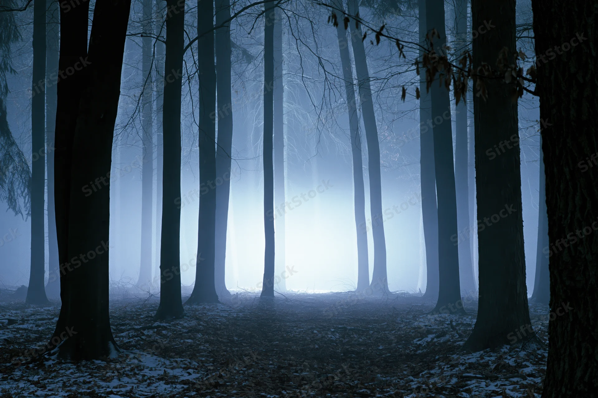 Dense winter forest at night with glowing fog bank visible through bare trees