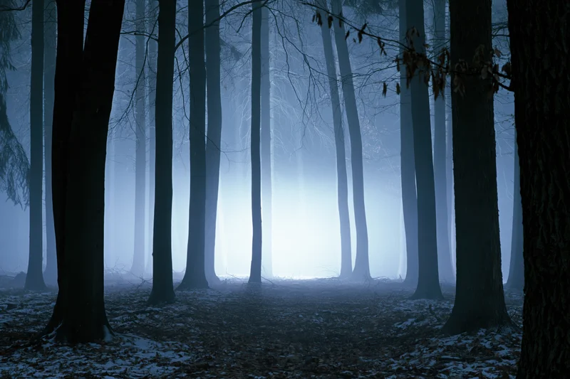 Dense winter forest at night with glowing fog bank visible through bare trees