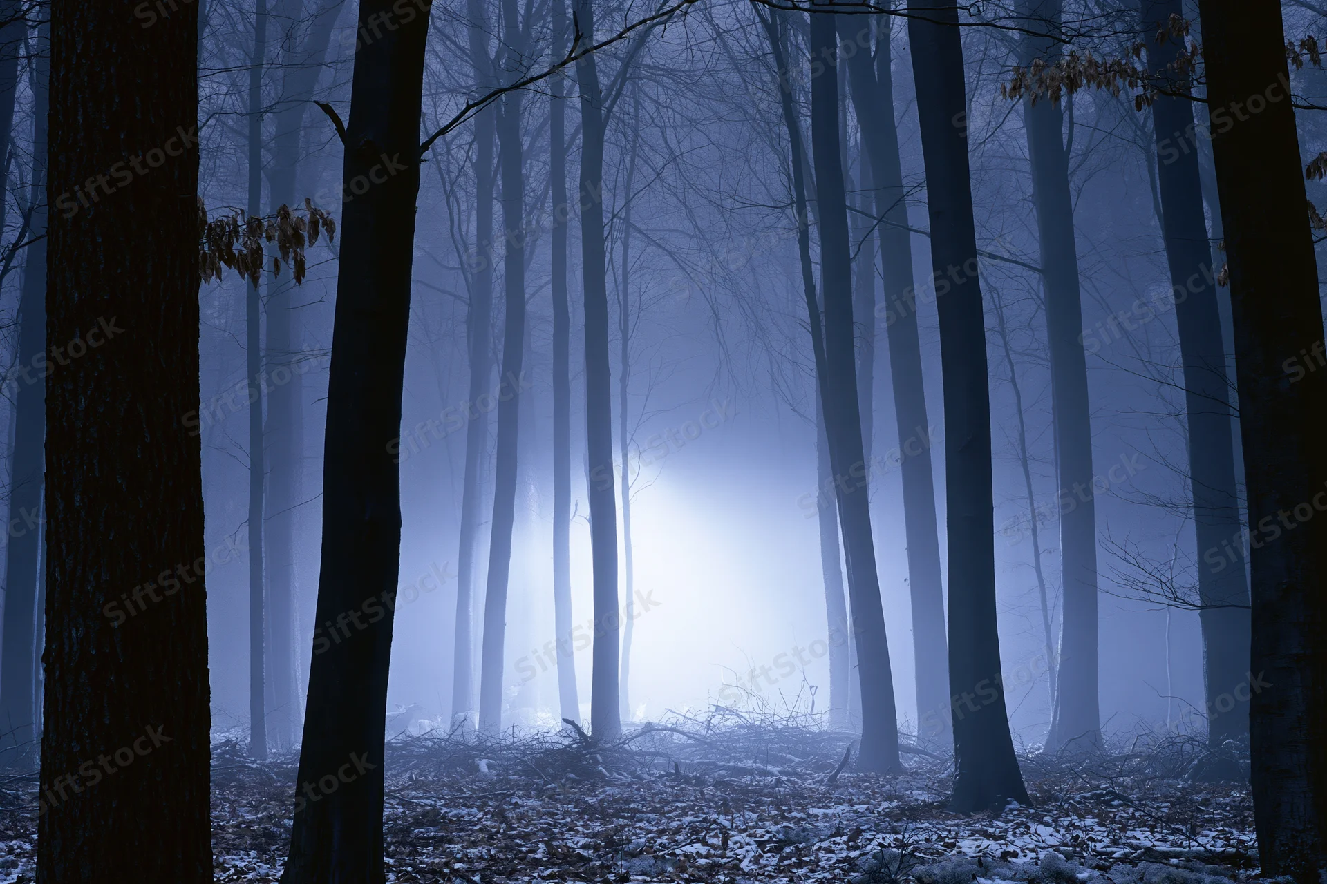 Dense winter forest at night with glowing fog bank among bare trees