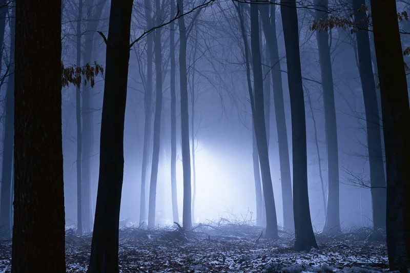 Dense winter forest at night with glowing fog bank among bare trees