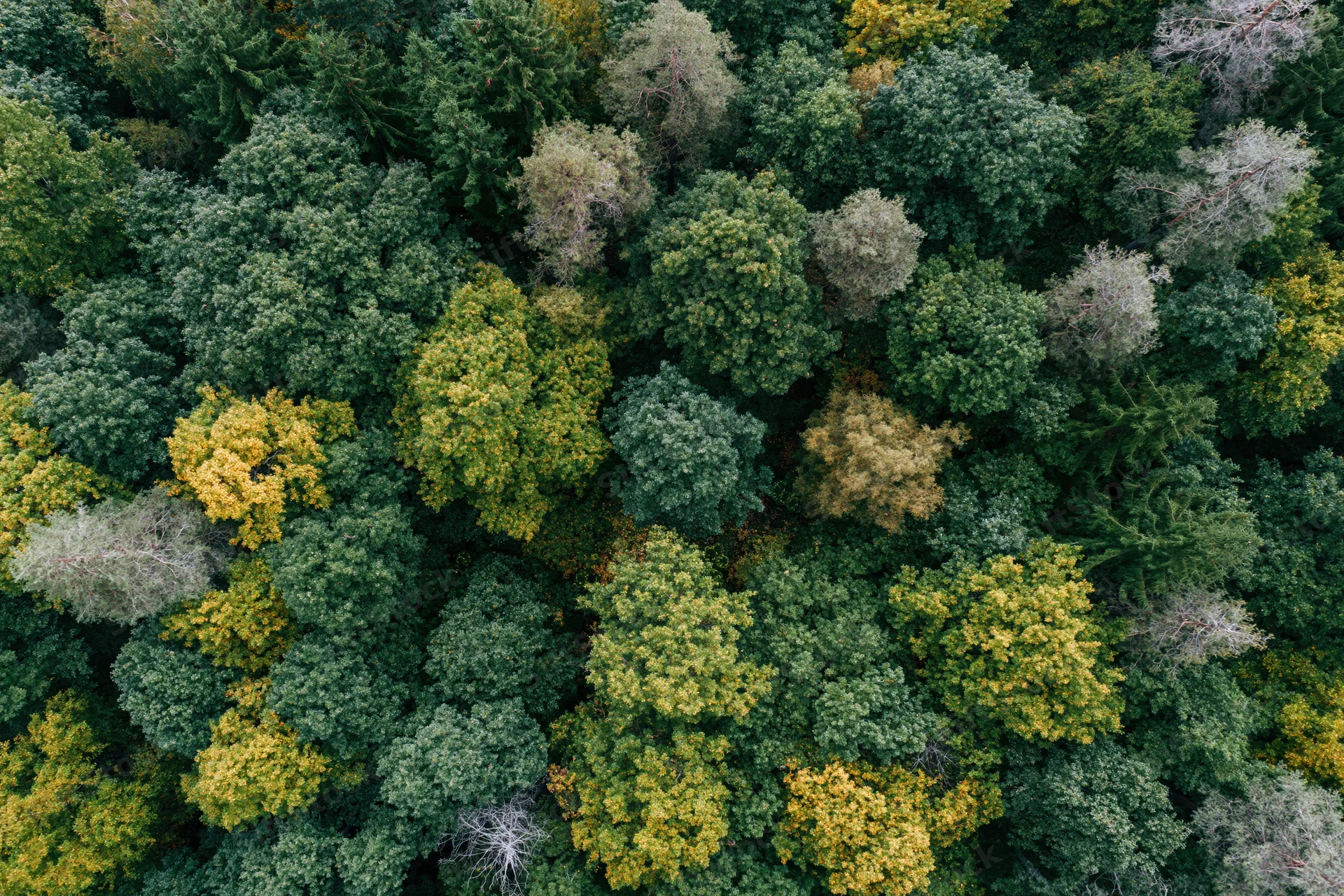 Overhead aerial view of dense mixed forest canopy with green and yellow foliage