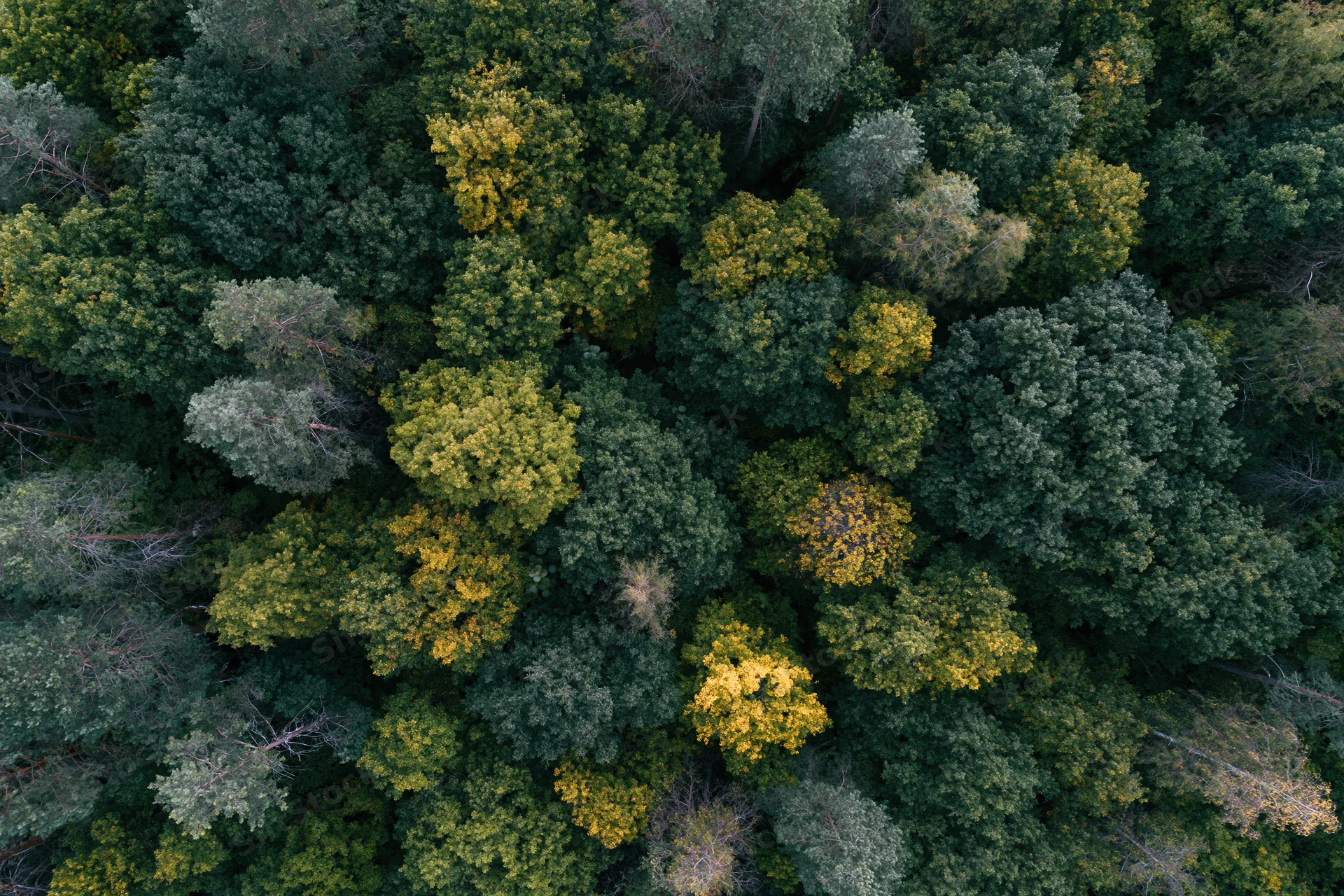 Overhead aerial view of dense mixed forest canopy with green and yellow foliage