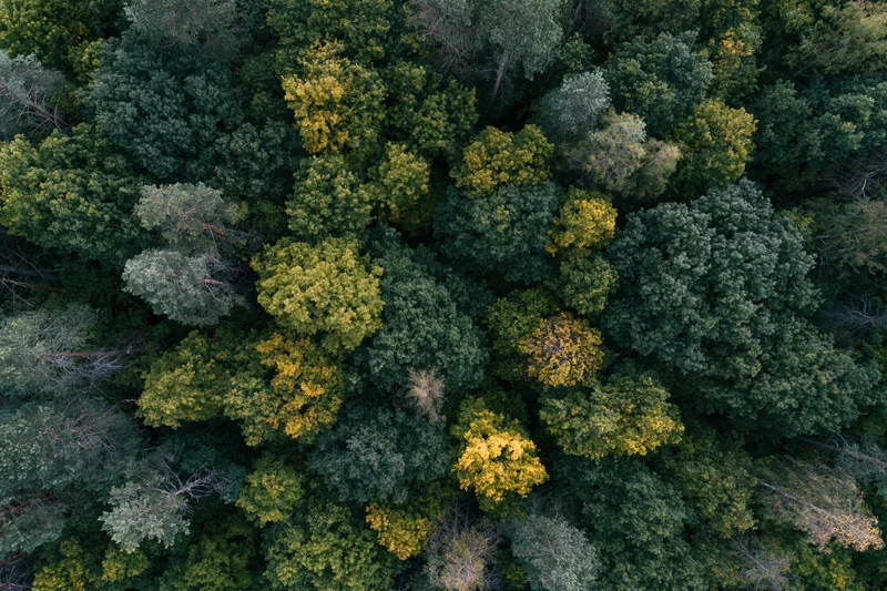 Overhead aerial view of dense mixed forest canopy with green and yellow foliage