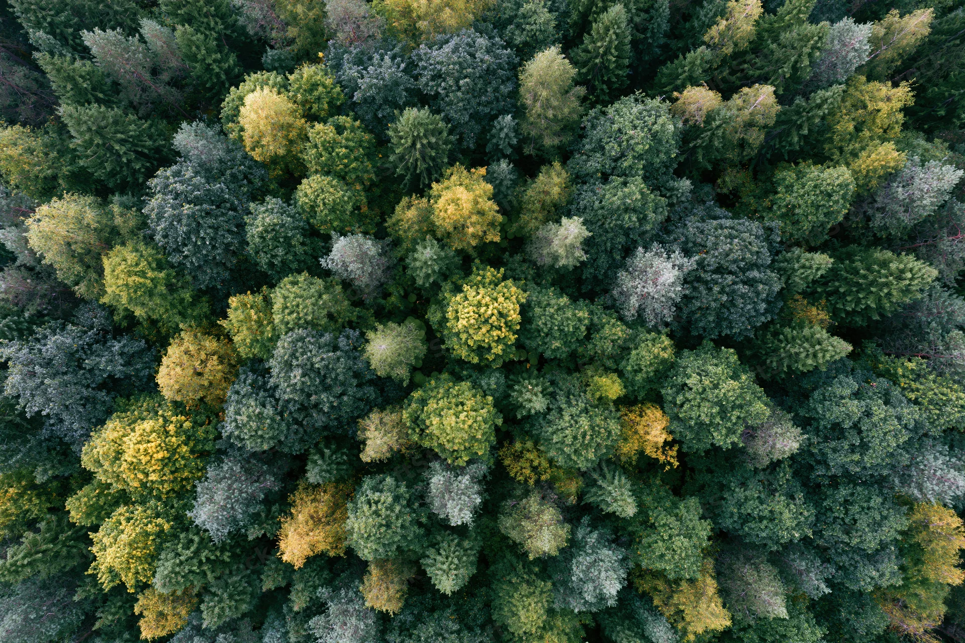 Overhead aerial view of dense mixed forest canopy with green and yellow foliage