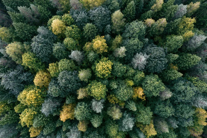 Overhead aerial view of dense mixed forest canopy with green and yellow foliage