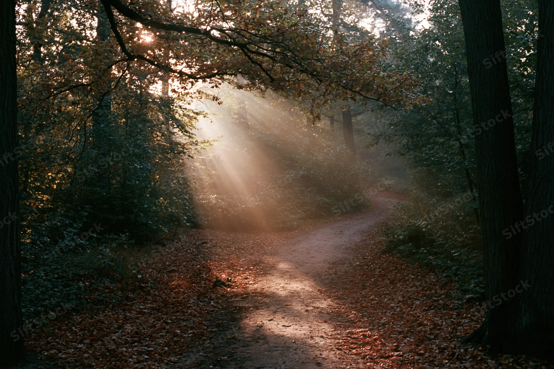 Dirt path winding through dense autumn woodland with sunlight filtering through trees