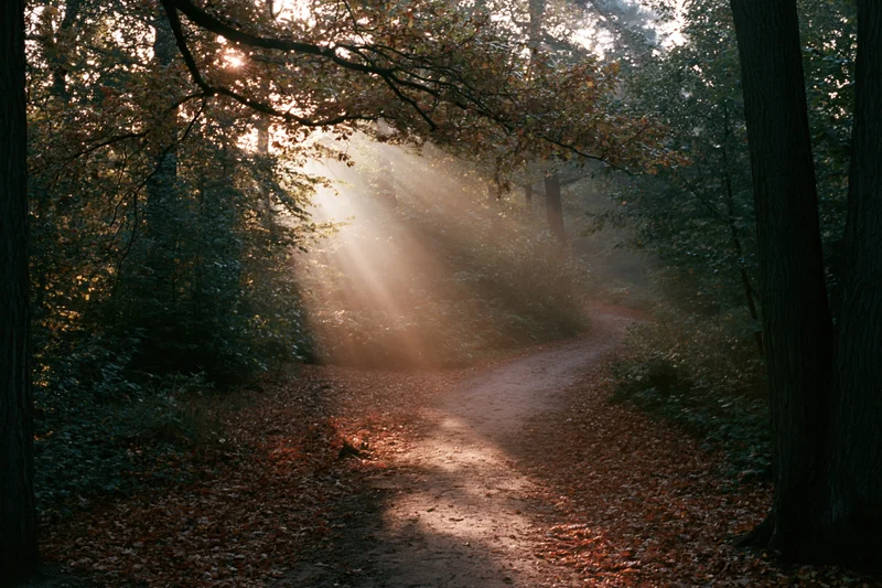 Dirt path winding through dense autumn woodland with sunlight filtering through trees
