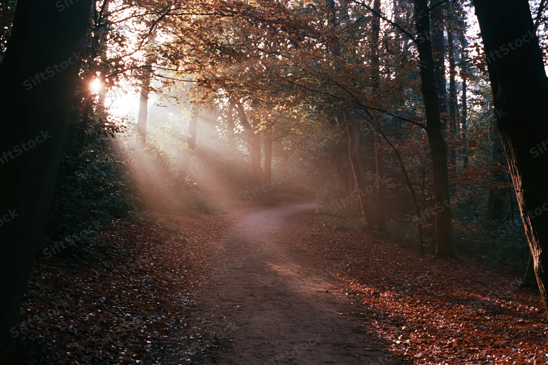 Dirt path winding through dense autumn forest with sunlight filtering through trees and mist