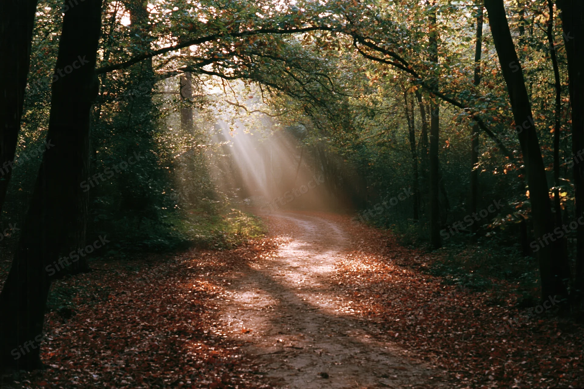 Dirt path winding through dense autumn woodland with sunlight filtering through trees