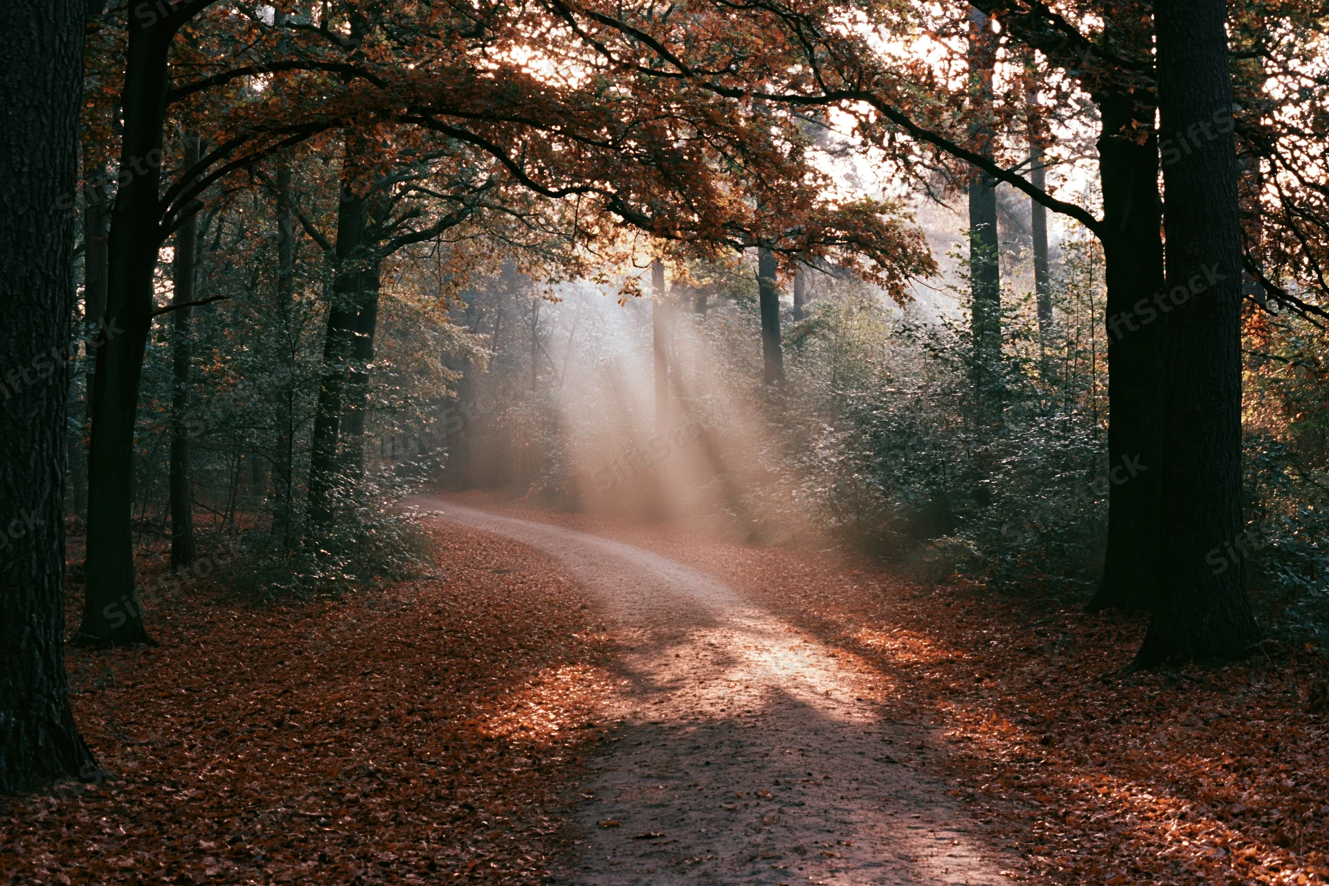 Dirt path winding through dense autumn forest with sunlight filtering through trees
