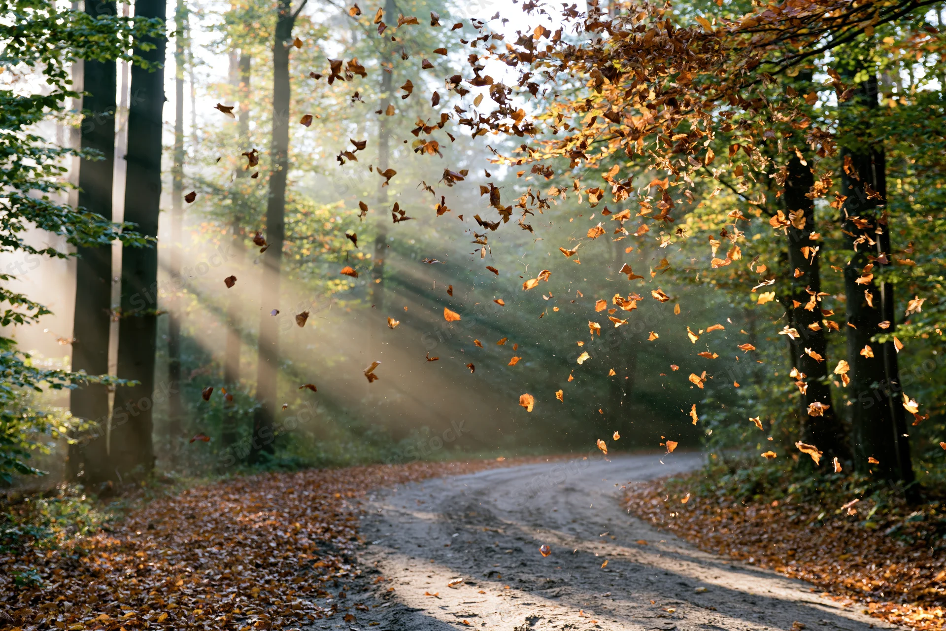 Dirt path winding through a forest with falling autumn leaves and sunlight streaming through the trees