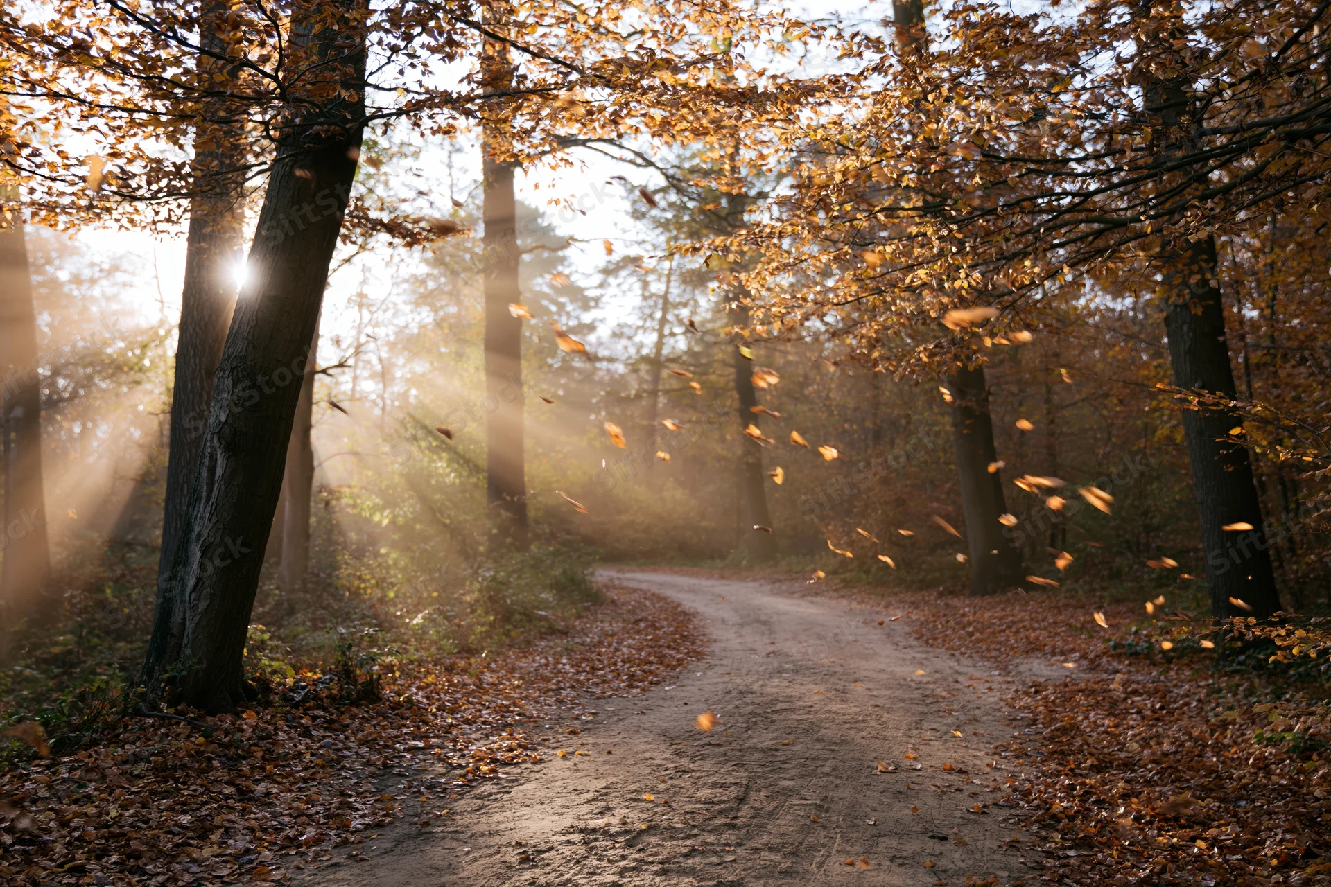 Dirt path winding through autumn forest with sunlight filtering through falling leaves