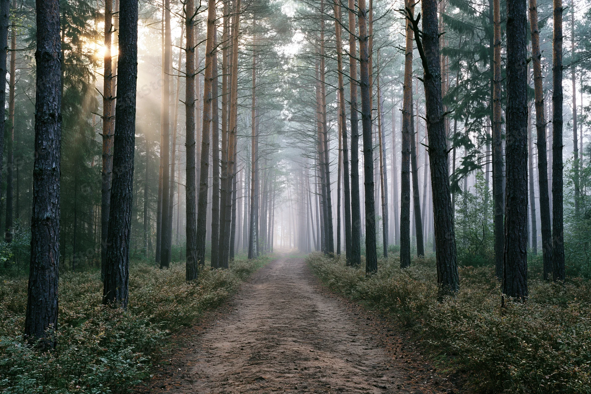 Dirt path winding through misty pine forest at dawn