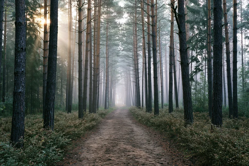 Dirt path winding through misty pine forest at dawn