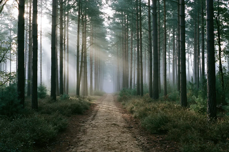 Dirt path winding through misty pine forest with sunlight filtering through tall trees