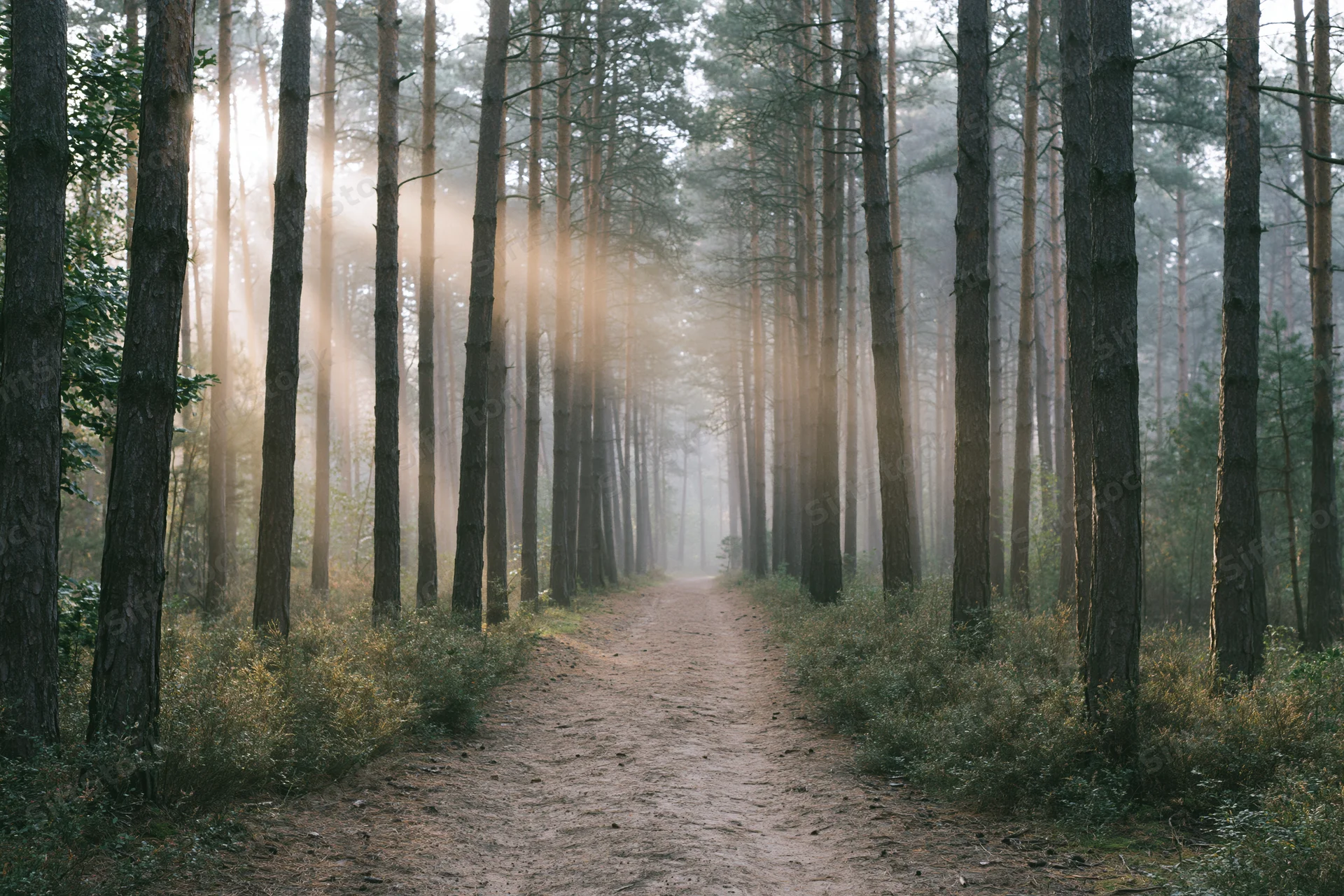 Dirt path winding through misty pine forest at sunrise
