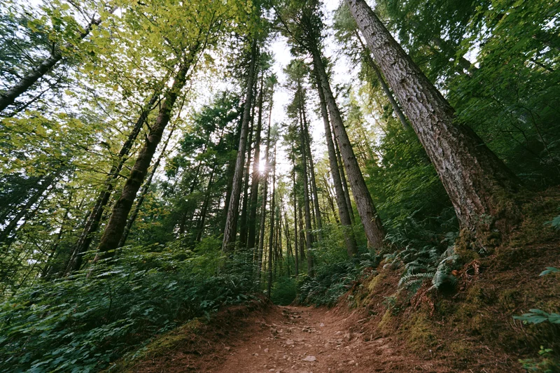 Dirt path winding through tall mixed conifer and broadleaf trees in a dense forest