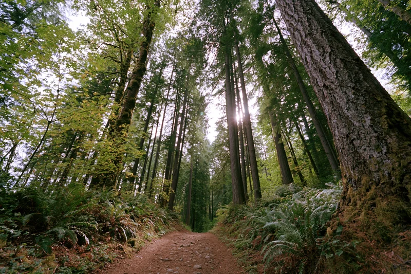 Dirt path winding through tall coniferous and broadleaf trees in a dense forest with sunlight filtering through the canopy