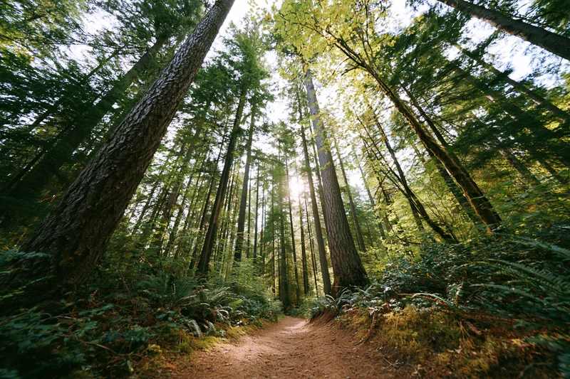 Dirt path winding through tall coniferous trees in a dense forest with sunlight filtering through the canopy