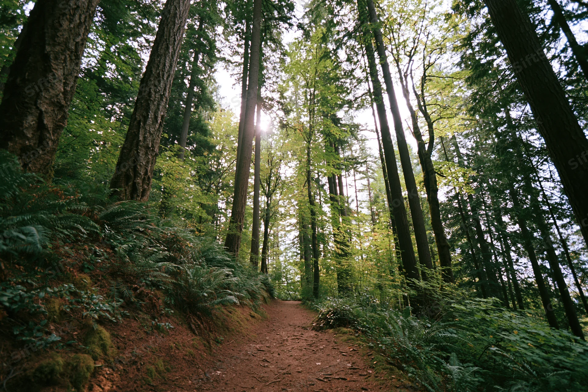 Dirt path winding through tall coniferous trees in a dense forest with sunlight filtering through the canopy