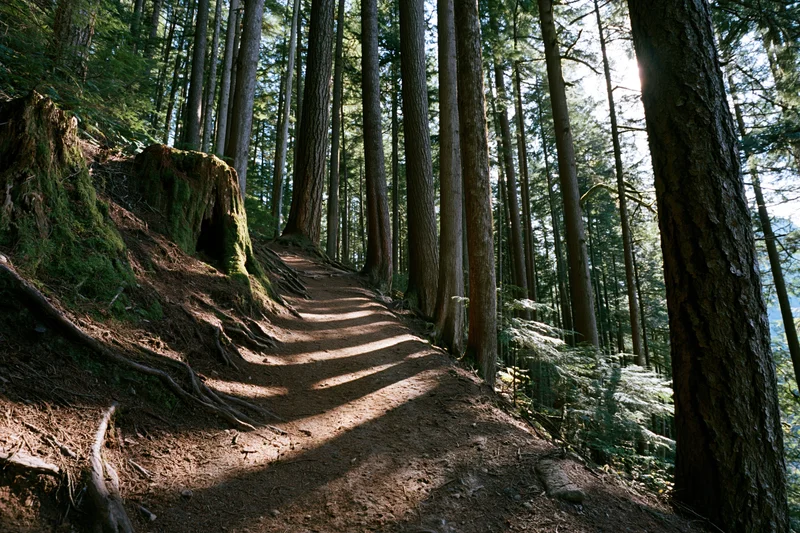 Dirt hiking trail winding through tall pine trees in a dense forest