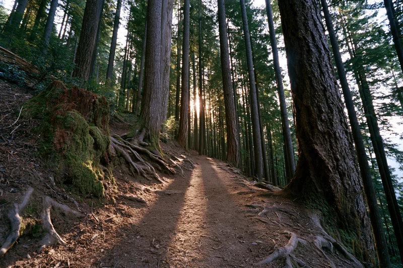 Dirt trail winding through tall redwood trees in pacific northwest forest with sunlight filtering through canopy
