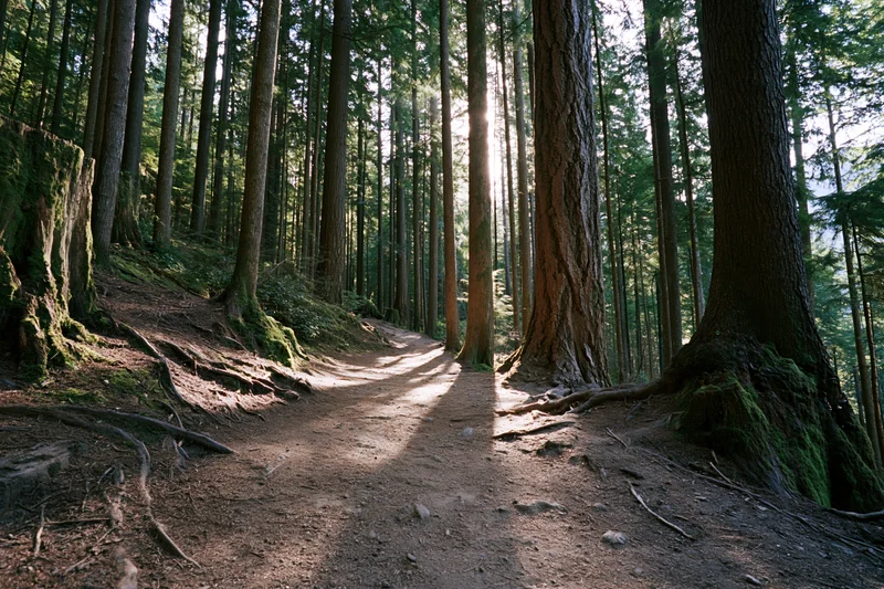 Dirt trail winding through tall trees in a dense forest with sunlight filtering through the canopy