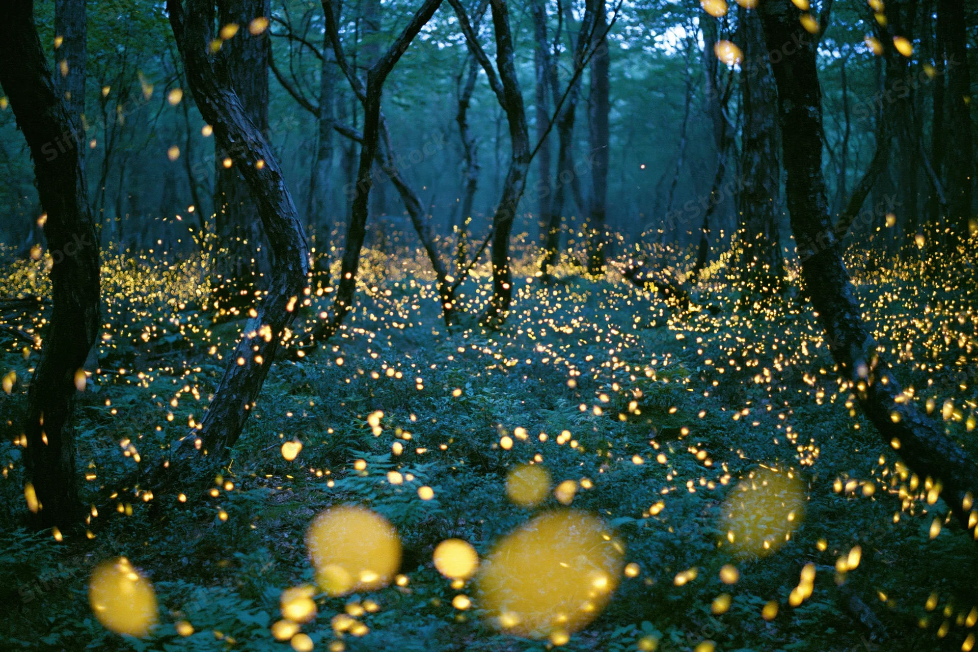 Fireflies glowing among dark twisted trees in a forest at night