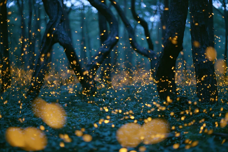 Fireflies glowing among twisted dark trees in a forest at night