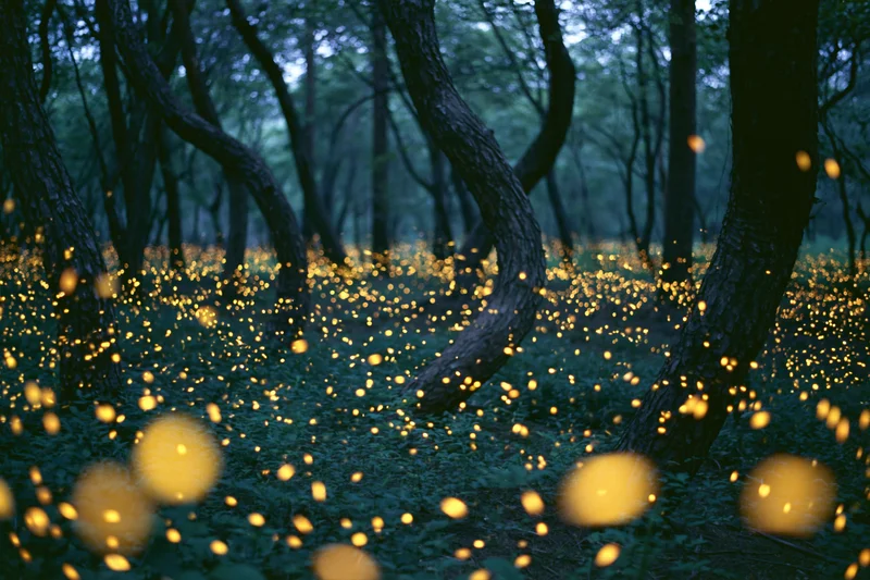 Fireflies glowing among twisted dark trees in a forest at night