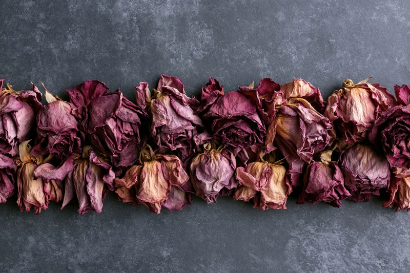 Dried roses arranged in a dense row across a dark gray textured surface