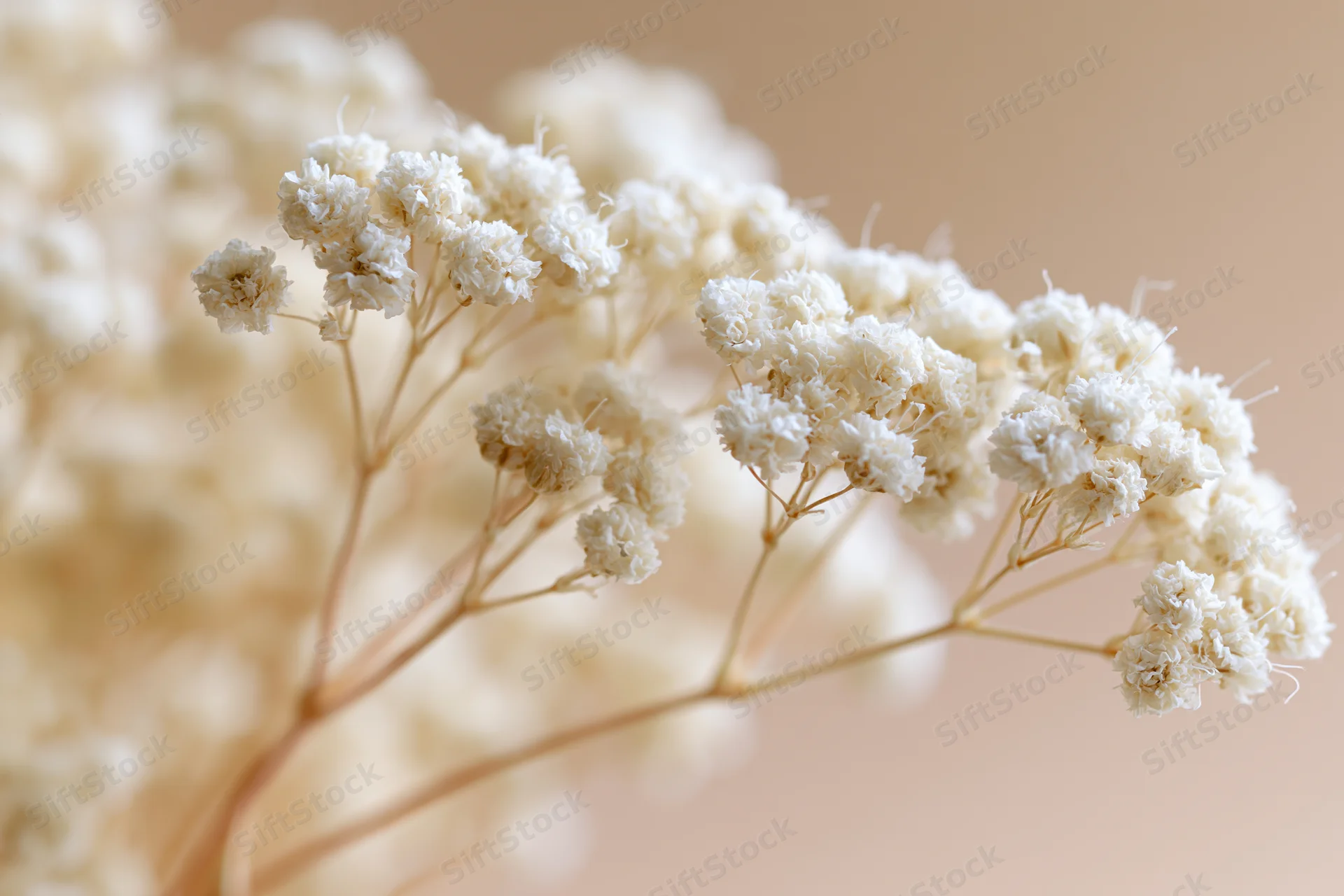 Dried gypsophila flowers arranged in a soft closeup with beige background