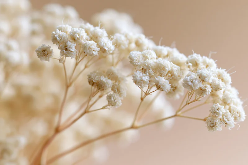 Dried gypsophila flowers arranged in a soft closeup with beige background