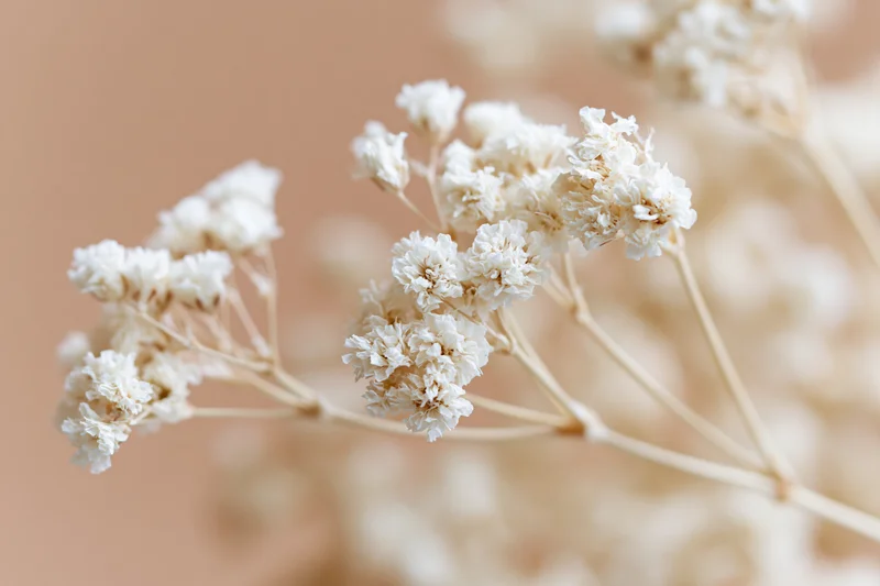 Dried gypsophila flowers arranged in a soft closeup against a beige background