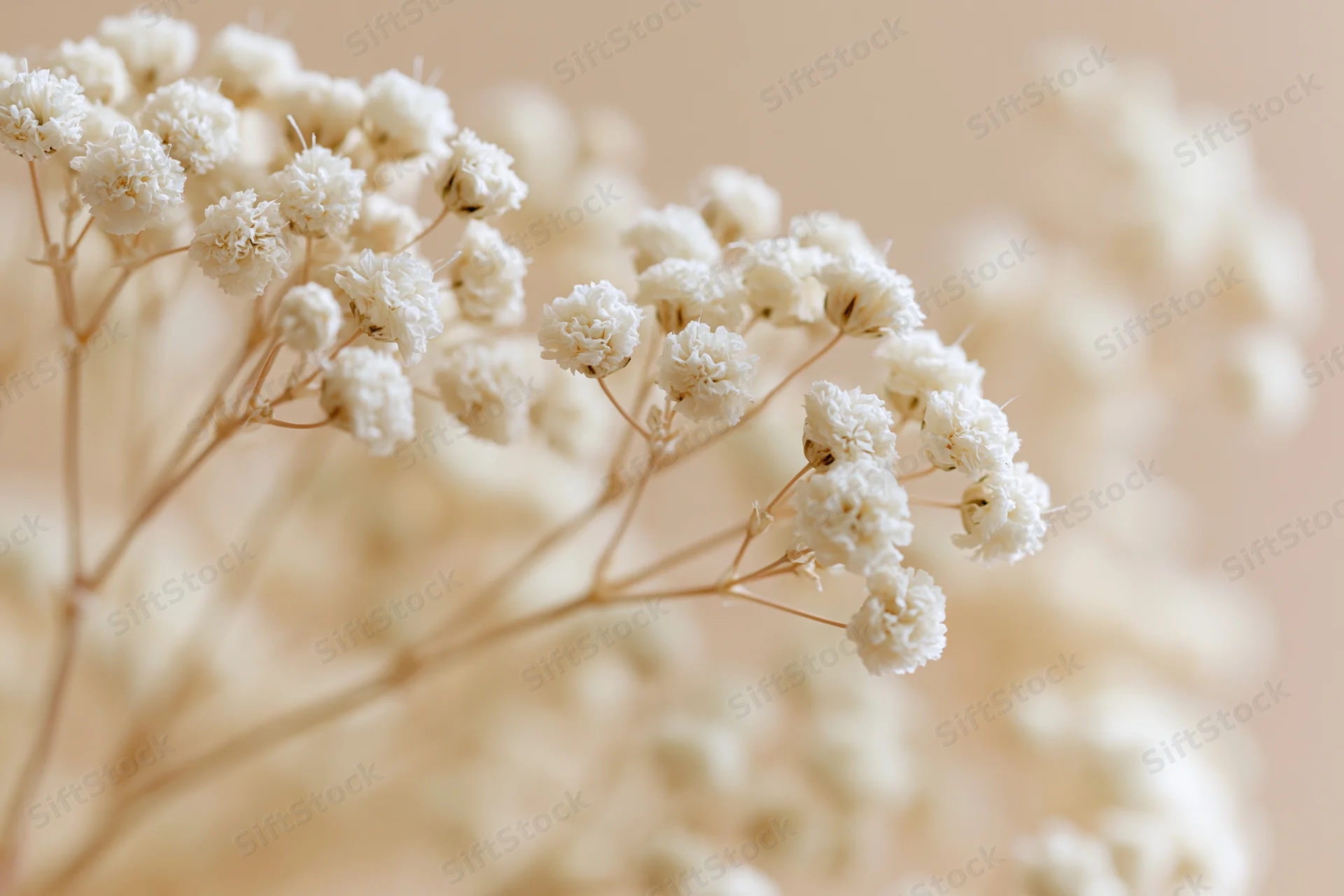 Dried gypsophila flowers arranged in soft clusters against a neutral beige background