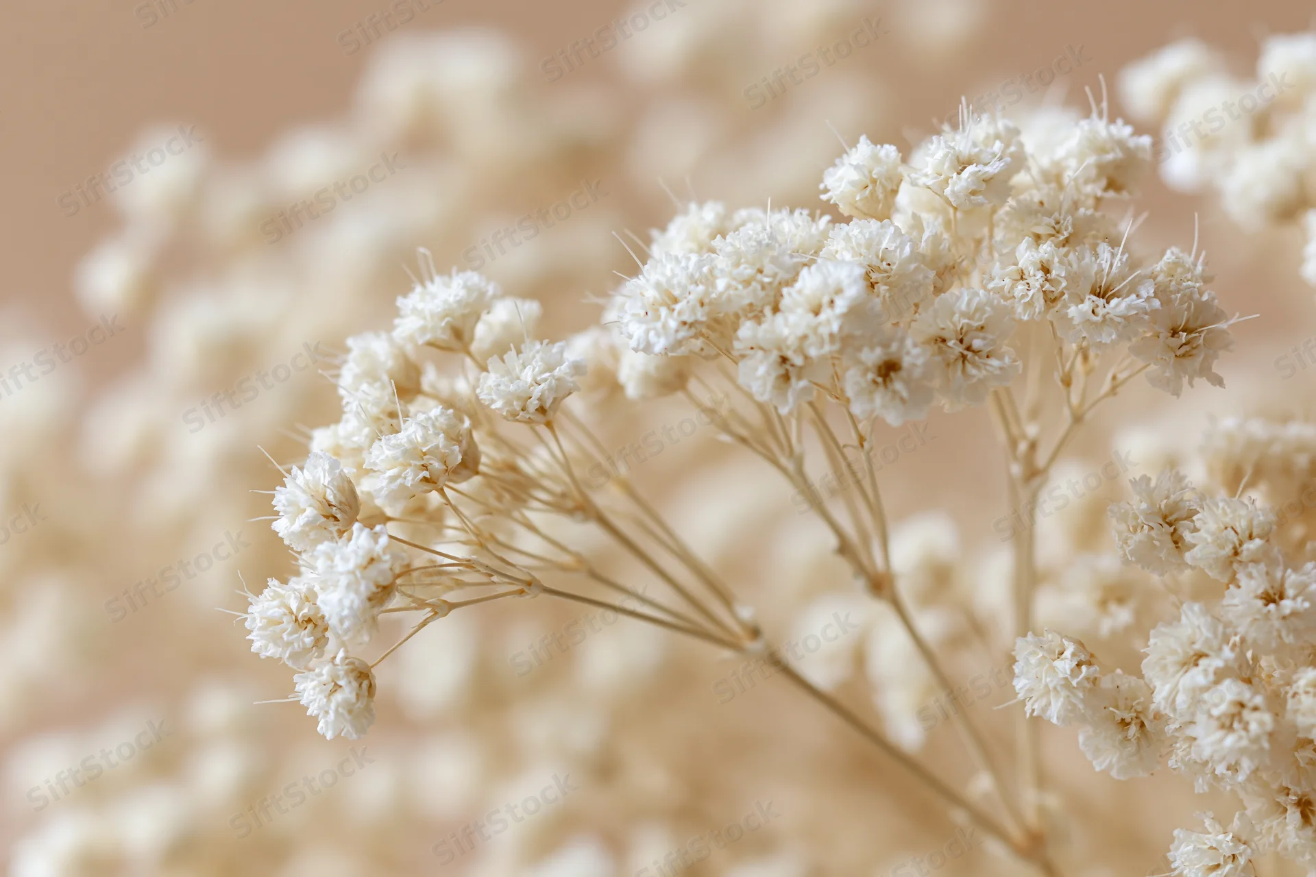 Dried gypsophila flowers arranged in soft clusters against a neutral background