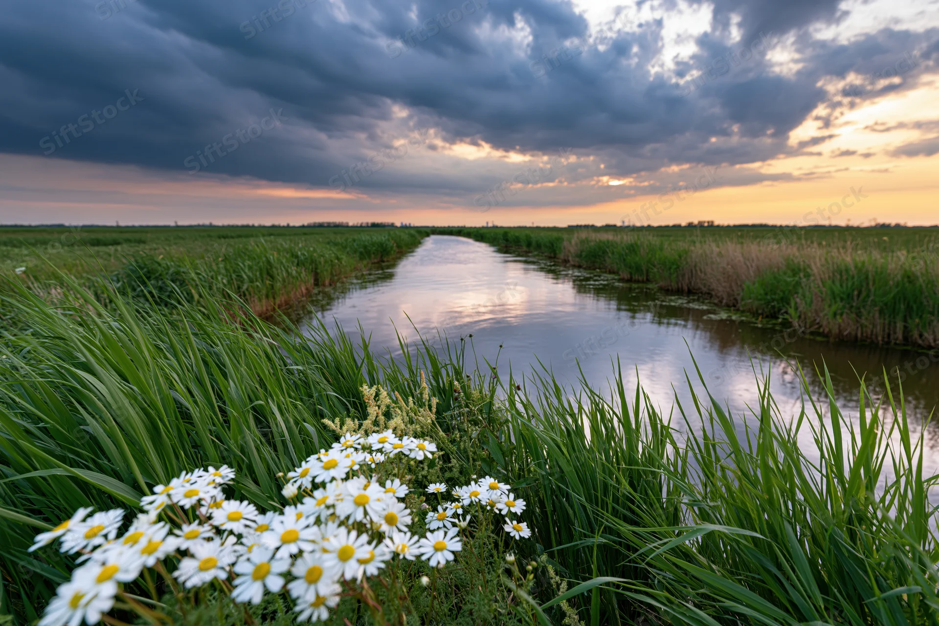 A narrow canal through a flat wetland at sunset, flanked by tall grass and white daisies in the foreground
