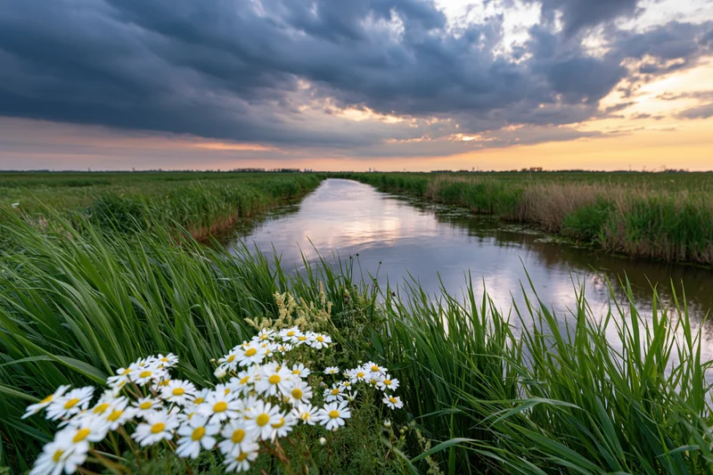 A narrow canal through a flat wetland at sunset, flanked by tall grass and white daisies in the foreground