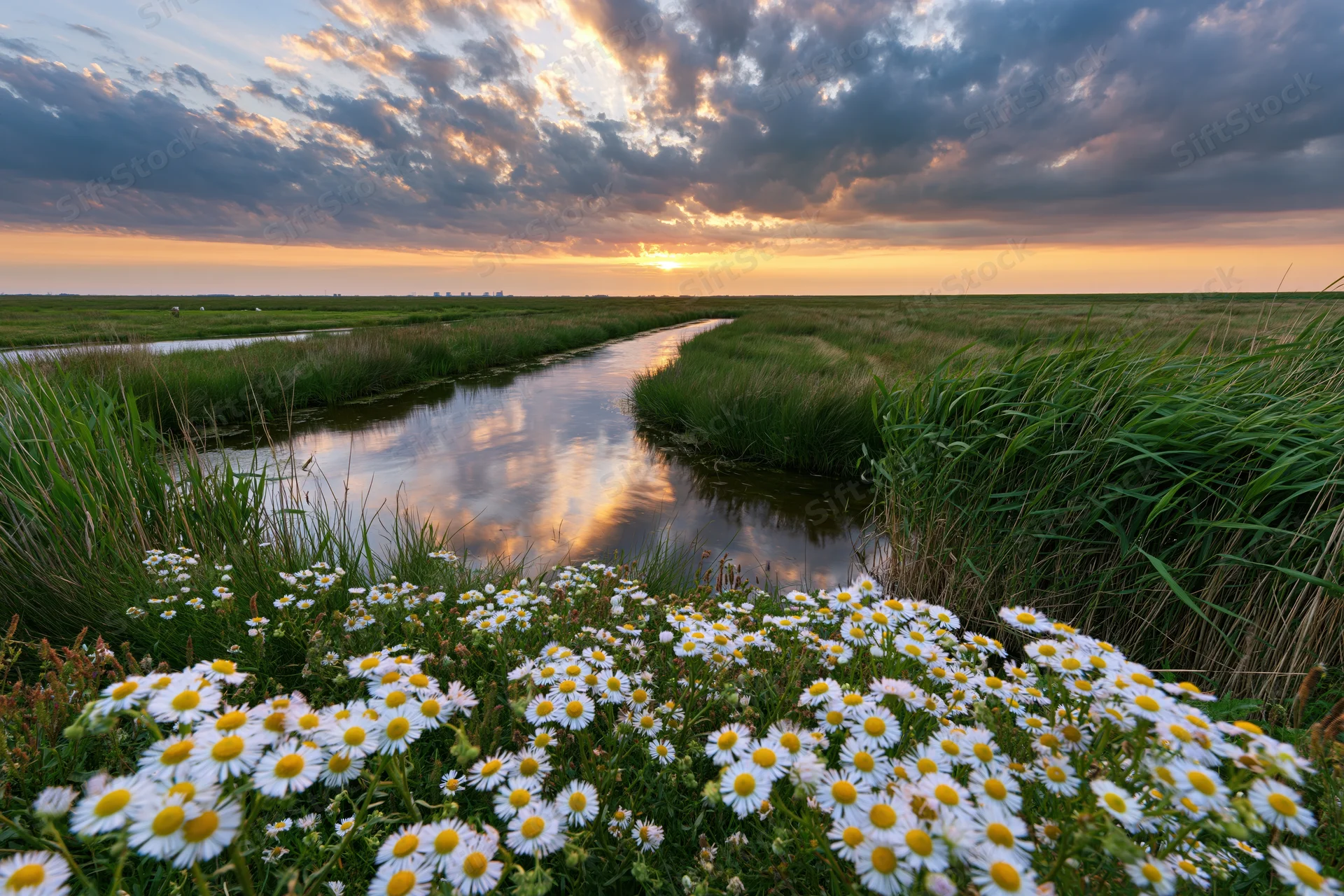 Daisies blooming along a winding river in a flat wetland at sunset