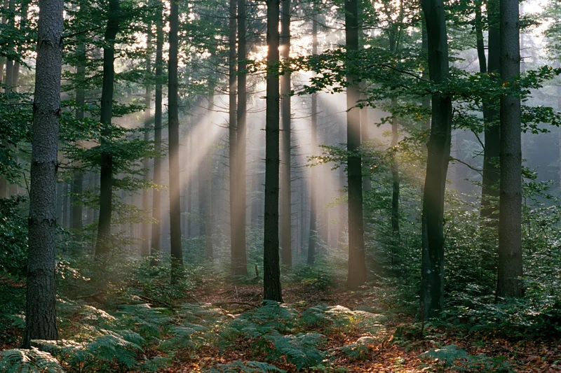 Sunlight breaking through tall deciduous trees in a misty forest at morning