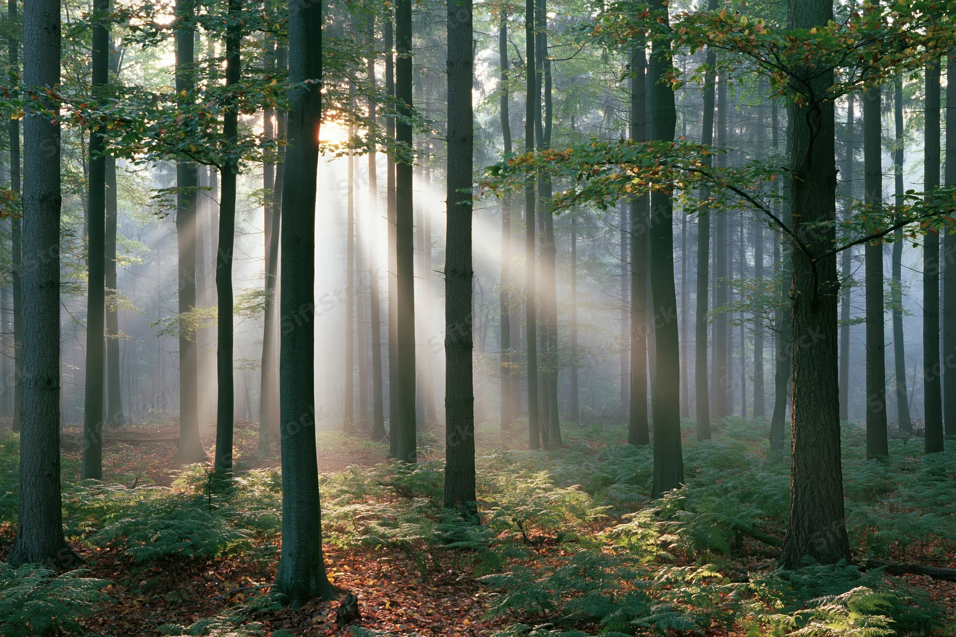 Sunlight breaking through tall deciduous trees in a misty forest at dawn