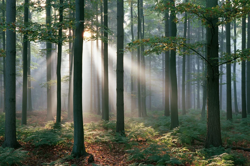 Sunlight breaking through tall deciduous trees in a misty forest at dawn
