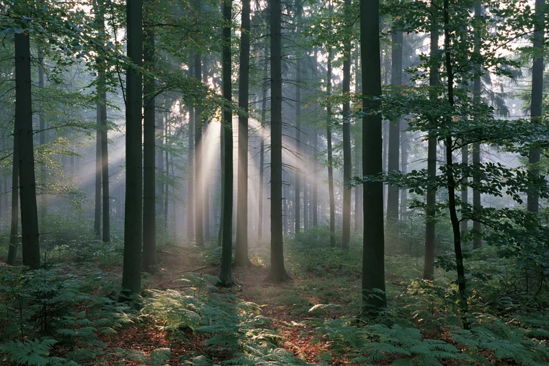 Sunlight breaking through tall deciduous trees in a misty forest at early morning