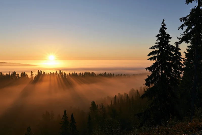 Sunrise breaking through tall pine trees over a misty forest valley