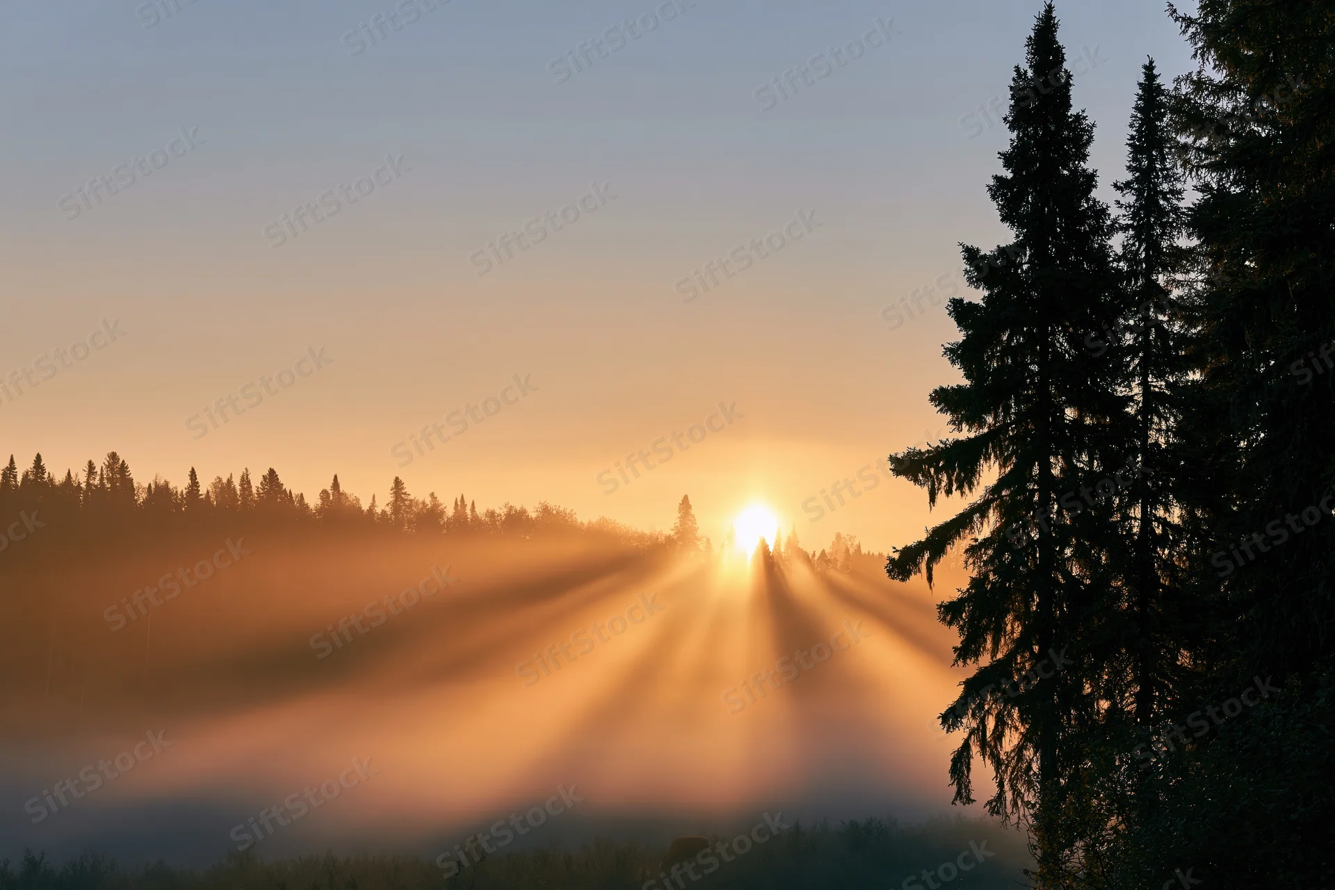 Sunrise breaking through tall pine trees over a misty forest valley