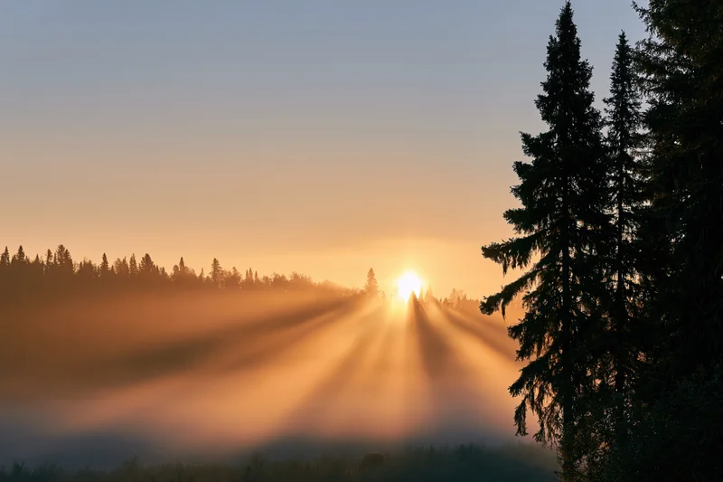 Sunrise breaking through tall pine trees over a misty forest valley