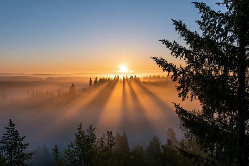 Sunrise breaking through pine trees over a misty valley at dawn