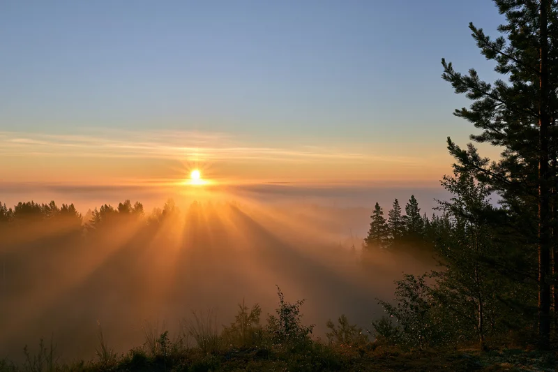 Sunrise breaking through pine trees over a misty forest valley